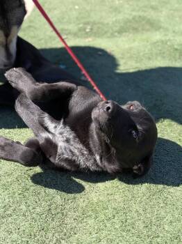 Louie -  Labrador Retriever Dog for Adoption in Statesville, North Carolina - Louie | PetCurious