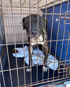 Boogs -  Pit Bull Terrier Dog for Adoption in Gautier, Mississippi - Boogs | PetCurious