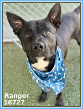 Shepherd and German Shepherd Dog Dogs Available for Adoption - RANGER | PetCurious