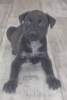 Mixed Breed Dogs Available for Adoption in Shreveport, Louisiana - French Toast | PetCurious