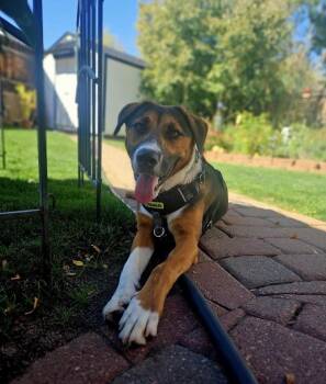Cooper -  Shepherd and Hound Dog for Adoption in Fort Lupton, Colorado - Cooper | PetCurious