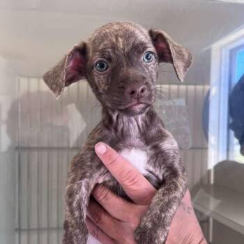 Meeko -  Chihuahua and Dachshund Dog for Adoption in San Pablo, California - Meeko | PetCurious