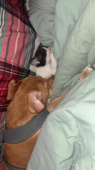 Molly -  Chihuahua and Beagle Dog Available for Adoption in Chattanooga, Tennessee - Molly | PetCurious
