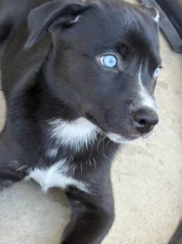 Rescue Husky and American Staffordshire Terrier Dogs for Adoption in Tucson, Arizona - Hubble | PetCurious