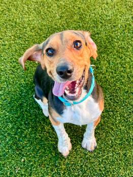 Louie -  Beagle Dog for Adoption in Cape Coral, Florida - Louie | PetCurious
