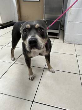 Shera -  Mixed Breed Dog for Adoption in Largo, Florida - Shera | PetCurious