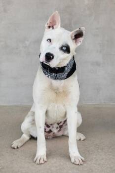 Mixed Breed Dogs Available for Adoption - Scully | PetCurious