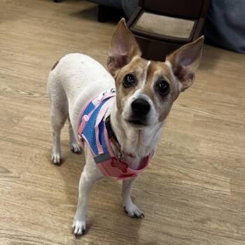 Perchance 14504 -  Jack Russell Terrier Dog for Adoption in San Francisco, California - Perchance 14504 | PetCurious