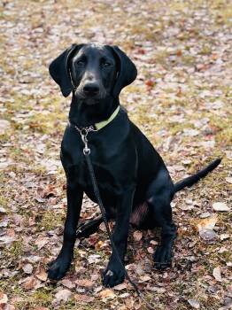 Rescue Doberman Pinscher and Black Labrador Retriever Dogs for Adoption in Edmonton, Alberta - Jewel | PetCurious