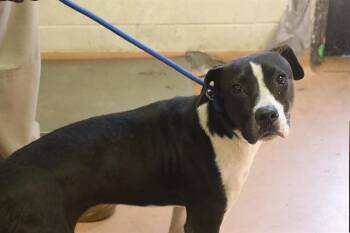 MARSHMELLO -  Mixed Breed Dog for Adoption in Columbia, South Carolina - MARSHMELLO | PetCurious