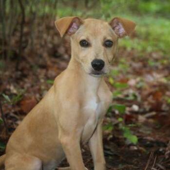 Keyser -  Mixed Breed Dog for Adoption in Cooperstown, New York - Keyser | PetCurious