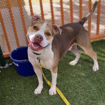 Pit Bull Terrier Dogs Available for Adoption in Las Vegas, Nevada - KOA | PetCurious