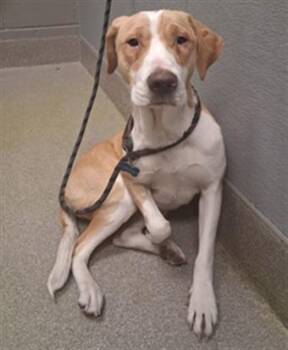 PATTYCAKE -  Pit Bull Terrier and Mixed Breed Dog Available for Adoption in Las Vegas, Nevada - PATTYCAKE | PetCurious