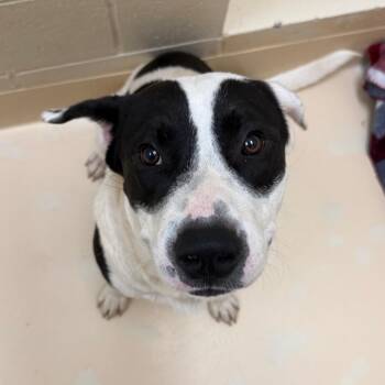 Yasuo -  Mixed Breed Dog for Adoption in Winston-salem, North Carolina - Yasuo | PetCurious