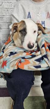 Rescue Wirehaired Terrier and Hound Dogs for Adoption in Kirksville, Missouri - Kit | PetCurious