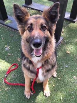 Rescue German Shepherd Dog Dogs for Adoption in Woodland, California - LAYLA | PetCurious