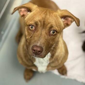 Mixed Breed Dogs Available for Adoption in Davenport, Iowa - Cash Now | PetCurious