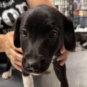 Circle Game -  Mixed Breed Dog for Adoption in Fredericksburg, Virginia - Circle Game | PetCurious