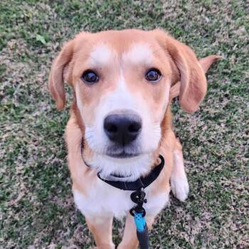 Labrador Retriever and Shepherd Dogs Available for Adoption in Cumming, Georgia - Gelato | PetCurious