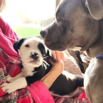 Pit Bull Terrier and Mixed Breed Dogs Available for Adoption - Tulsi | PetCurious