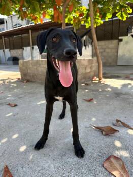 Rescue Mixed Breed Dogs for Adoption in San Diego, California - Sherlock | PetCurious