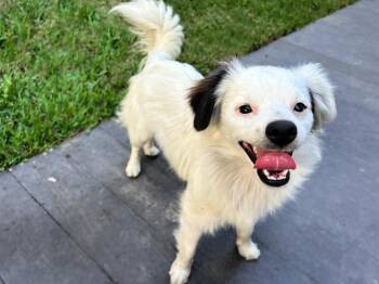 Rescue Papillon and Tibetan Spaniel Dogs for Adoption in Redondo Beach, California - Mikey Is Very Sweet! | PetCurious