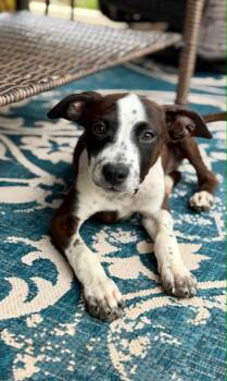 FIONA - Needs a Foster or Adopter -  English Pointer and Terrier Dog for Adoption in Largo, Florida - FIONA - Needs A Foster Or Adopter | PetCurious