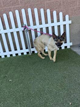 German Shepherd Dog and Mixed Breed Dogs Available for Adoption - DAKOTA | PetCurious