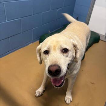 TXAC-Stray-19998 -  Labrador Retriever Dog for Adoption in Portland, Texas - TXAC-Stray-19998 | PetCurious