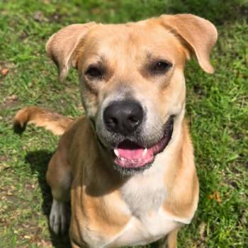 Paddington -  Black Mouth Cur and Labrador Retriever Dog for Adoption in Anniston, Alabama - Paddington | PetCurious