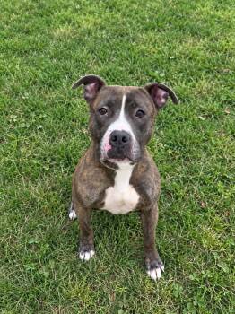 Papa -  Pit Bull Terrier Dog for Adoption in Jersey City, New Jersey - Papa | PetCurious