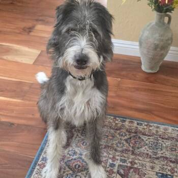 Rescue Terrier Dogs for Adoption in San Diego, California - Leo | PetCurious