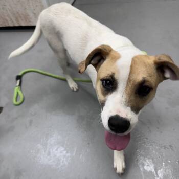 Mixed Breed Dogs Available for Adoption in Columbus, Georgia - 05/26/2026-Stray-US80-2 | PetCurious