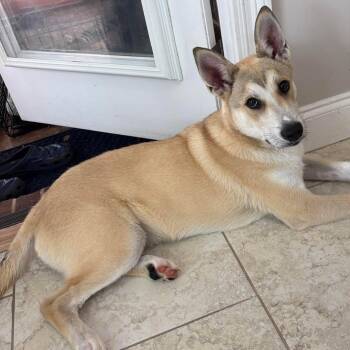 Everett -  Shepherd Dog for Adoption in Grand Bay, Alabama - Everett | PetCurious