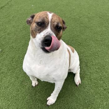 Terrier Dogs Available for Adoption in Bristol, Indiana - Bo- Regal Resident, Adoption Fees Waived! | PetCurious