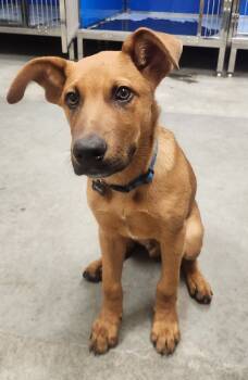 Rescue Mixed Breed Dogs for Adoption in Spokane Valley, Washington - Friar | PetCurious