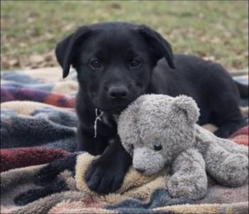 Black Labrador Retriever Dogs Available for Adoption - Griffin | PetCurious