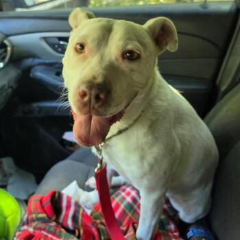Pit Bull Terrier and Australian Cattle Dog Blue Heeler Dogs Available for Adoption in Melrose, Florida - Jazz | PetCurious