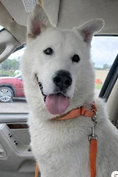 Marlow -  Siberian Husky and Shepherd Dog for Adoption in Odenton, Maryland - Marlow | PetCurious