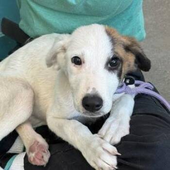 Tundra -  Labrador Retriever and Terrier Dog for Adoption in Austin, Texas - Tundra | PetCurious