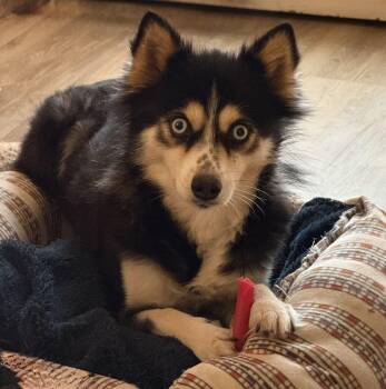 Rescue Pomeranian and Husky Dogs for Adoption in Yadkinville, North Carolina - Bella | PetCurious