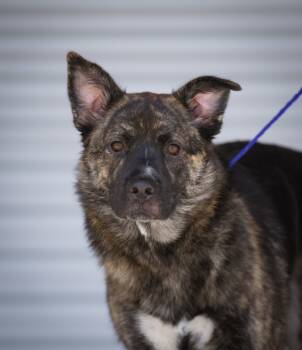 Rescue Shepherd Dogs for Adoption in Twentynine Palms, California - Sapphire | PetCurious