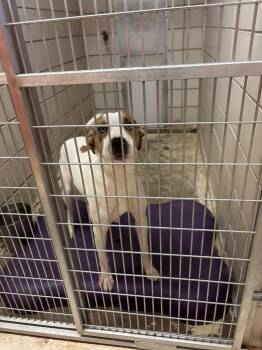 Rescue Terrier and Cattle Dog Dogs for Adoption in Bossier City, Louisiana - Beau | PetCurious