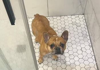 French Bulldog Dogs Available for Adoption - Lola | PetCurious