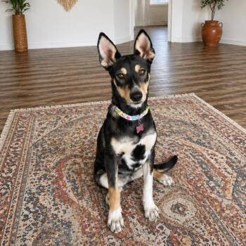 Shepherd and Mixed Breed Dogs Available for Adoption in Phoenix, Arizona - Torus | PetCurious