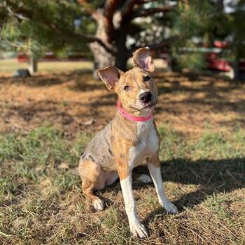 Looney -  Pit Bull Terrier Dog for Adoption in Fargo, North Dakota - Looney | PetCurious
