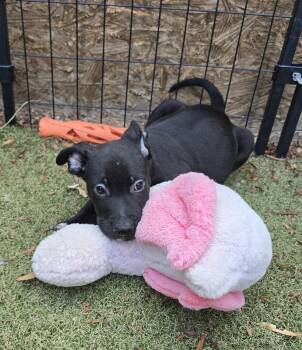 Haboob -  Labrador Retriever and American Staffordshire Terrier Dog for Adoption in Apache Junction, Arizona - Haboob | PetCurious