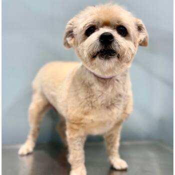 Blue Girl -  Terrier Dog for Adoption in Portland, Oregon - Blue Girl | PetCurious