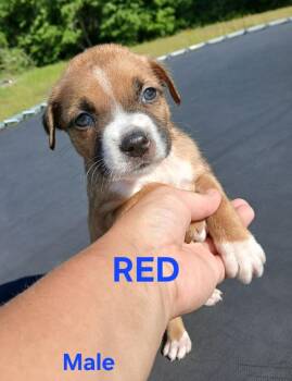 Boxer Dogs Available for Adoption in Troy, Alabama - Red | PetCurious