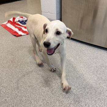 Frankie -  Mixed Breed Dog for Adoption in Englewood, Florida - Frankie | PetCurious